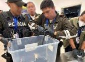 Extranjera fue detenida en Quito al intentar llevar 28 iguanas marinas a Islandia.