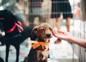 Tres mascotas serán seleccionadas para convertirse en los rostros de los nuevos vehículos municipales que ofrecerán esterilización gratuita en diferentes sectores de Quito.