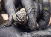 Las 32 iguanas marinas de Galápagos fueron rescatadas en el aeropuerto de Quito cuando presuntamente intentaban sacarlas ilegalmente del país.