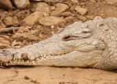 Los humanos entran en conflicto con la especie por falta de educación ambiental.