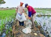 Productores arroceros modificaron las dosis de fertilización debido al encarecimiento.