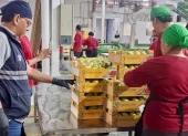 En 2025, Ecuador exportó alrededor de 14 millones de cajas de mango.