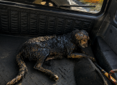 El perro fue trasladado para recibir atención veterinaria, mientras el Municipio de Quito negó que maquinaria municipal estuviera involucrada en el caso
