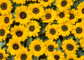 Las flores amarillas se han convertido en una tradición popular cada 21 de septiembre.
