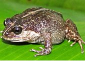 La nueva rana descubierta, 'Lynchius romolerouxae'