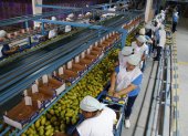 Oferta. El mal clima adelantó la cosecha de mangos, pero el sector espera una baja del 40 % de su producción