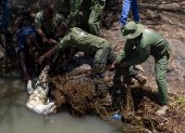 Un equipo del Servicio de Vida Silvestre de Kenia (KWS) capturó un cocodrilo del Nilo con redes en el lago Baringo, el 2 de septiembre de 2026.
