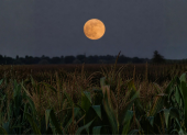 La Luna de la Cosecha del 26 de septiembre de 2026 comparte cielo con Saturno y Neptuno, ambos visibles cerca del disco lunar esa noche