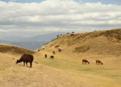 Si buscas una experiencia instagrameable, Cochasquí ofrece 50 llamas para interactuar y alimentar, rodeadas de paisajes andinos que sorprenden a visitantes.