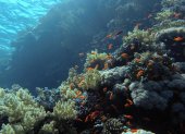 Peces nadan en el sitio de Gordon Reef, en el mar Rojo, cerca de Sharm El-Sheikh, Egipto.