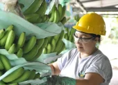 Según el Banco Central del Ecuador (BCE), de enero a julio de este año, este sector generó al país $ 2.740 millones en divisas.