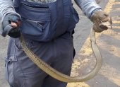 Personal de la ABG halló una culebra viva camuflada en un cargamento que sería trasladado desde Guayaquil hacia Galápagos.
