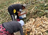 Agricultores buscan entre las plantas tumbadas por el viento las mazorcas que puedan vender.