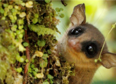 La marmosa rojiza fue una de las especies registradas.