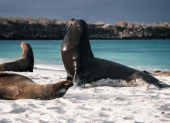 Las nuevas normas de Galápagos establecen distancias mínimas para observar fauna silvestre.