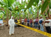 Técnicos reforzarán la vigilancia y prevención de plagas que afectan a cultivos agrícolas en Ecuador.
