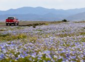 Una camioneta circula por una carretera bordeada de flores silvestres en el desierto de Atacama, cerca de Copiapó, Chile, el 17 de septiembre de 2026.