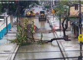 Un árbol cayó sobre una calle en la ciudadela La Atarazana, en el norte de Guayaquil, la mañana de este miércoles 23 de septiembre