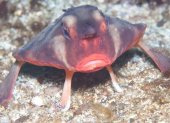 El pez murciélago de labios rojos (Ogcocephalus darwini) se desplaza sobre el fondo marino de Galápagos mediante sus aletas modificadas.