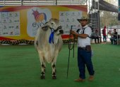 Chone recibirá el Mundial del Cebú desde el próximo 19 de octubre