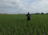 El arroz de verano recolectado en la Costa registra mermas atribuidas a problemas de vaneamiento por altas temperaturas y a la presencia de la bacteria Burkholderia glumae.