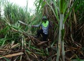 Un agricultor trabajando en la zafra en Ecuador.