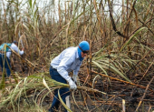 Trabajadores cumplen una jornada en una cosecha de caña de azúcar.
