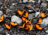 Grupo de mariposas registradas en Sumaco, Napo.