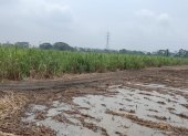 Producción. Las lluvias obligaron a los ingenios a suspender la zafra.