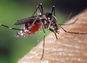 El tratamiento del dengue se enfoca en controlar los síntomas y vigilar posibles signos de alarma.