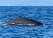 El avistamiento de ballenas en Puerto López suele extenderse hasta octubre de cada año.