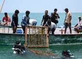 Buzos científicos descendiendo al mar estructuras para pastos marinos frente a la isla Kariyachalli, cerca de la costa de Thoothukudi, en el estado indio de Tamil Nadu.