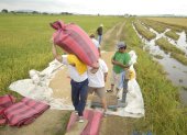 Agricultores trabajando en un cultivo de arroz.