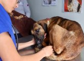 El rescate de la perrita se realizó bajo la lluvia y por un terreno complicado hasta llegar a un punto seguro.