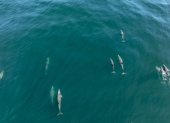 Una ballena azul adulta junto a su cría fue registrada a inicios de septiembre en Punta Pitt, San Cristóbal.