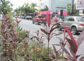 Las peatonales y áreas verdes de Urdesa requieren mantenimiento permanente, con tareas que involucran al Municipio y la participación de los vecinos.