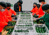 Trabajadores de una empacadora revisan la calidad del aguacate previo al envío internacional