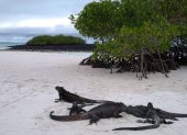 Tortuga Bay, en la isla Santa Cruz, tendrá restricciones temporales por el fuerte oleaje.
