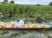 Agricultores usan canoas para cosechar maíz de un cultivo inundado en la provincia de Los Ríos.