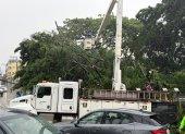 La caída de un árbol de gran tamaño afectó el tendido eléctrico en Lomas de Urdesa durante las lluvias de este lunes 19 de octubre.