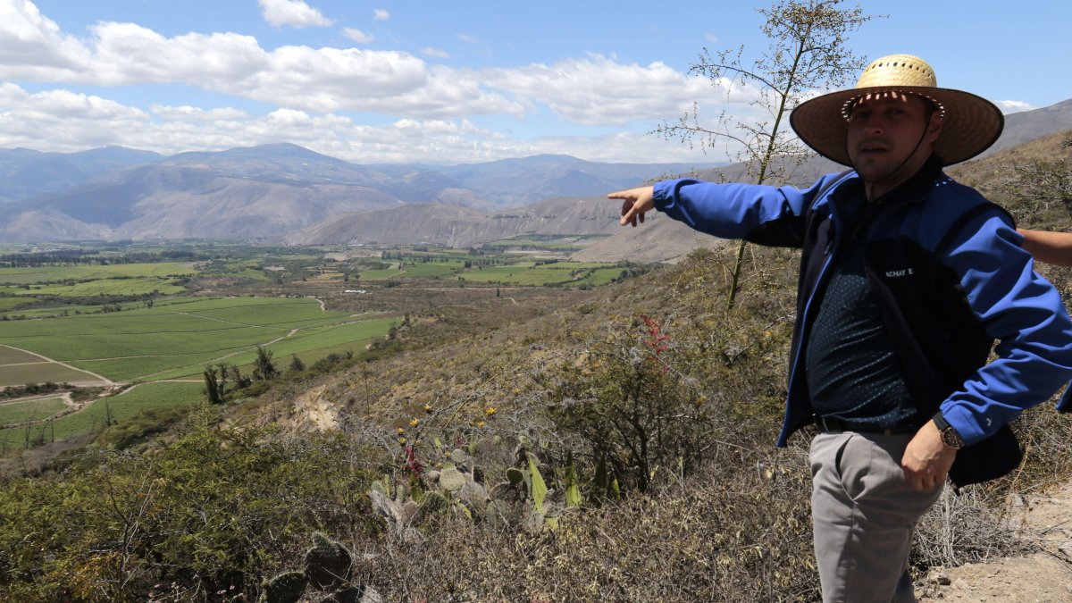 Proyecto. La empresa pública Yachay impulsaba un proyecto de siembra y cosecha de cannabis medicinal.