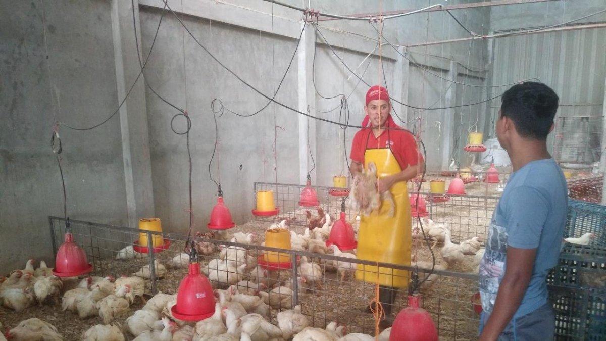 En Pollos Jimmy, avícola de Guayaquil, la libra de pollo se vende en $ 0,97 y la de pavo, en $ 1,99.