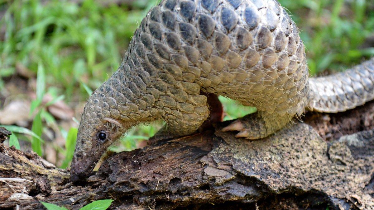 De acuerdo a una investigación, los mamíferos escamosos serían los responsables de transmitir el coronavirus.