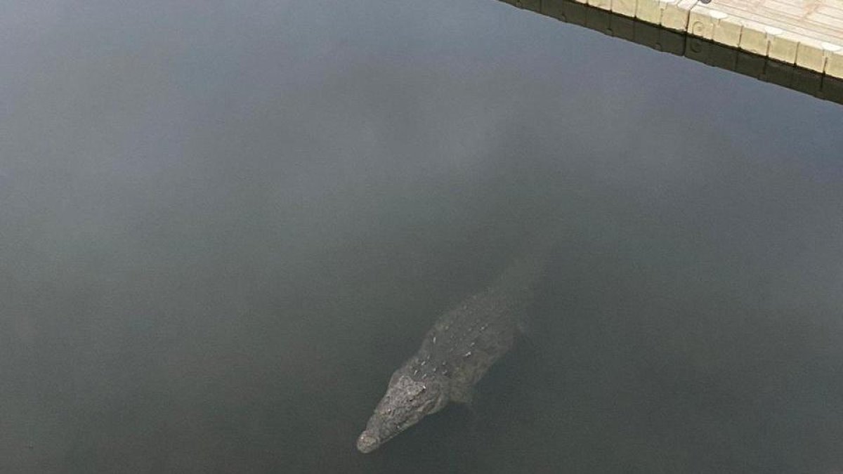 El cocodrilo. Apareció la tarde del sábado ante la mirada de los visitantes.