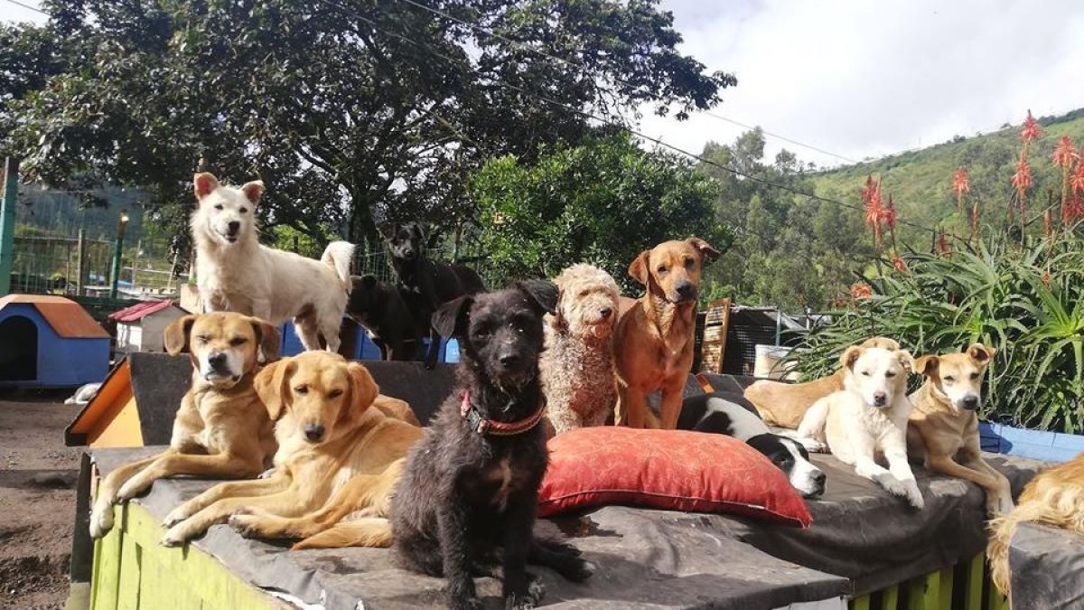 Los rescatistas piden ayuda para encontrar un nuevo lugar donde cuidar a las mascotas.