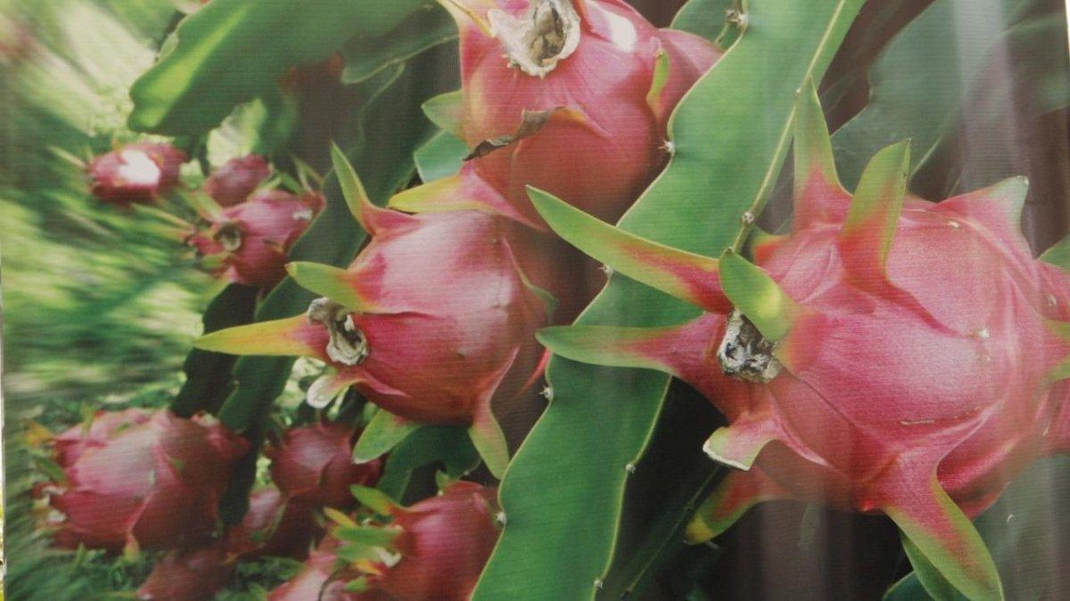 La producción de concentrar en Morona Santiago.