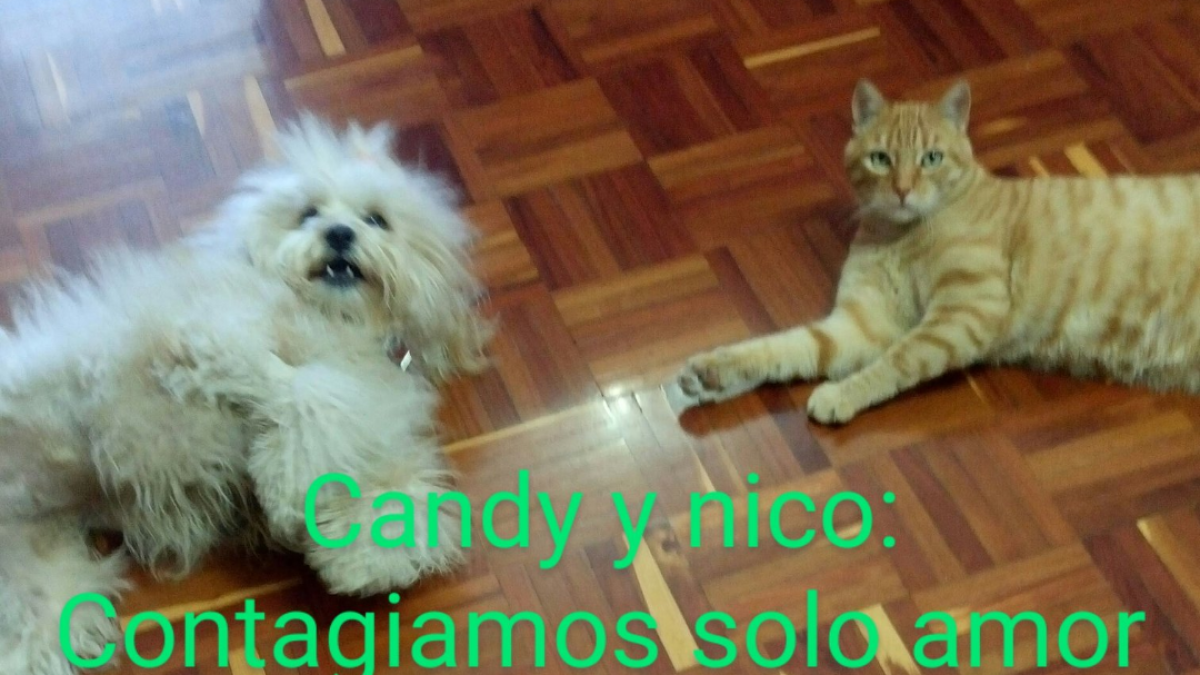 En las redes sociales destacan fotografías de mascotas con mensajes alusivos a la campaña.