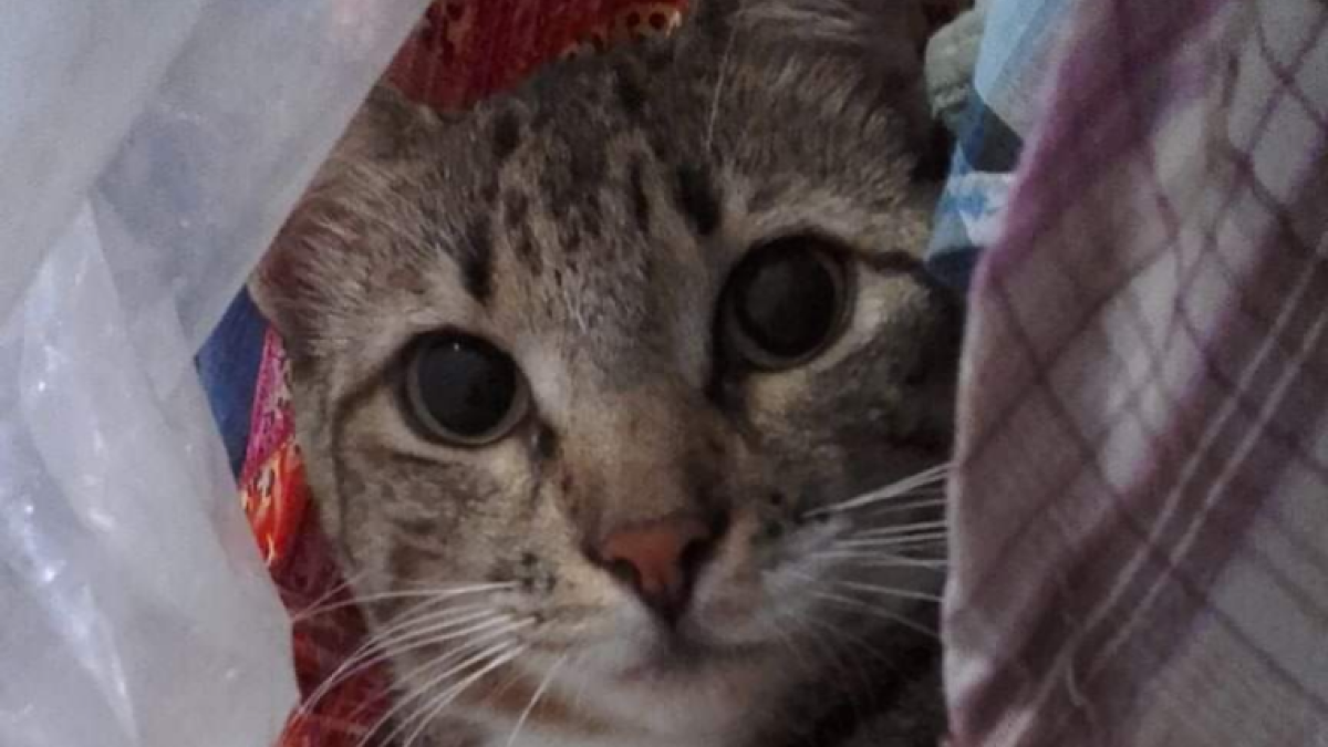 Moa fue rescatada. Quedó encerrada en casa tras la muerte de su dueña, junto a otro gato, una perrita y dos pajaritos.