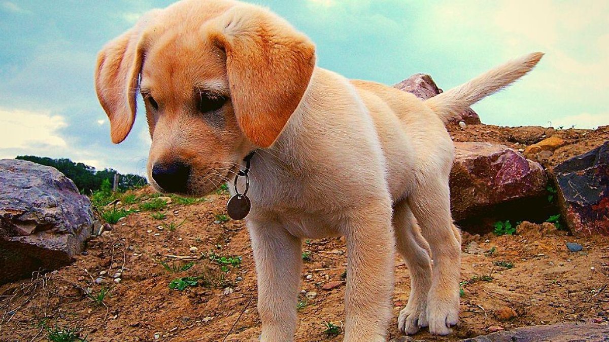 El labrador es el perro de raza más preferido en Estados Unidos. Lleva 29 años en esa posición. Conoce las 15 razas favoritas.