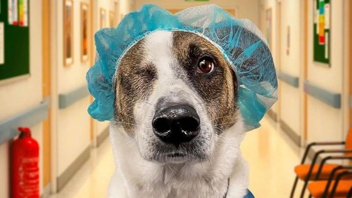 Robin, un perro mestizo que fue rescatado y forma parte del club.